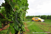 Rallye Mittelrhein